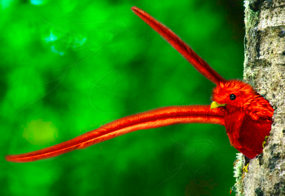 Resultado de imagen de imágenes de quetzal